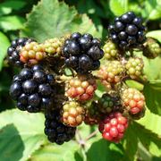 Blackberries