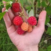 Raspberries